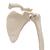 Kürek ve köprücük kemiğiyle kol iskeleti - 3B Smart Anatomy, 1019377 [A46], El ve kol iskelet modelleri (Small)