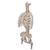 Göğüs kafesiyle birlikte esnek, klasik omurga ve uyluk kütükleri - 3B Smart Anatomy, 1000120 [A56/2], Omurga Modelleri (Small)