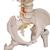 Göğüs kafesiyle birlikte esnek, klasik omurga ve uyluk kütükleri - 3B Smart Anatomy, 1000120 [A56/2], Omurga Modelleri (Small)