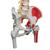 Esnek, Lüks omurga, Uyluk kütüğü ve Kas görünümüyle - 3B Smart Anatomy, 1000127 [A58/7], Omurga Modelleri (Small)