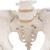 Kadın Pelvis Modeli - 3B Smart Anatomy, 1000135 [A62], Cinsel Organ ve Kalça Modelleri (Small)