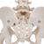 Kadın Pelvis Modeli - 3B Smart Anatomy, 1000135 [A62], Cinsel Organ ve Kalça Modelleri (Small)