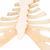 Kostal kıkırdaklı Göğüs Kemiği - 3B Smart Anatomy, 1000136 [A69], Tek kemik modelleri (Small)