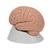 Beyin Modeli - Stand ile birlikte, 2 parça - 3B Smart Anatomy, 1000223 [C15/1], Beyin Modelleri (Small)