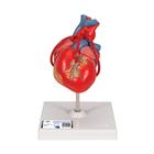 Baypaslı klasik kalp, 2 parçalı - 3B Smart Anatomy, 1017837 [G05], Kalp sagligi ve spor egitimi