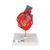 Baypaslı klasik kalp, 2 parçalı - 3B Smart Anatomy, 1017837 [G05], Kalp sagligi ve spor egitimi (Small)