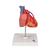 Baypaslı klasik kalp, 2 parçalı - 3B Smart Anatomy, 1017837 [G05], Kalp sagligi ve spor egitimi (Small)