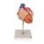 Baypaslı Kalp Modeli, 2 kat büyütülmüş, 4 parçalı - 3B Smart Anatomy, 1000263 [G06], Kalp ve Dolaşım Modelleri (Small)