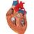 Baypaslı Kalp Modeli, 2 kat büyütülmüş, 4 parçalı - 3B Smart Anatomy, 1000263 [G06], Kalp ve Dolaşım Modelleri (Small)