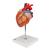 Kalp, 2 kat büyütülmüş, 4 parçalı - 3B Smart Anatomy, 1000268 [G12], Kalp sagligi ve spor egitimi (Small)