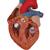 Kalp, 2 kat büyütülmüş, 4 parçalı - 3B Smart Anatomy, 1000268 [G12], Kalp sagligi ve spor egitimi (Small)