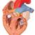 Nefes ve Yemek Borusuyla birlikte Kalp Modeli, 2 kat büyütülmüş, 5 parçalı - 3B Smart Anatomy, 1000269 [G13], Kalp ve Dolaşım Modelleri (Small)