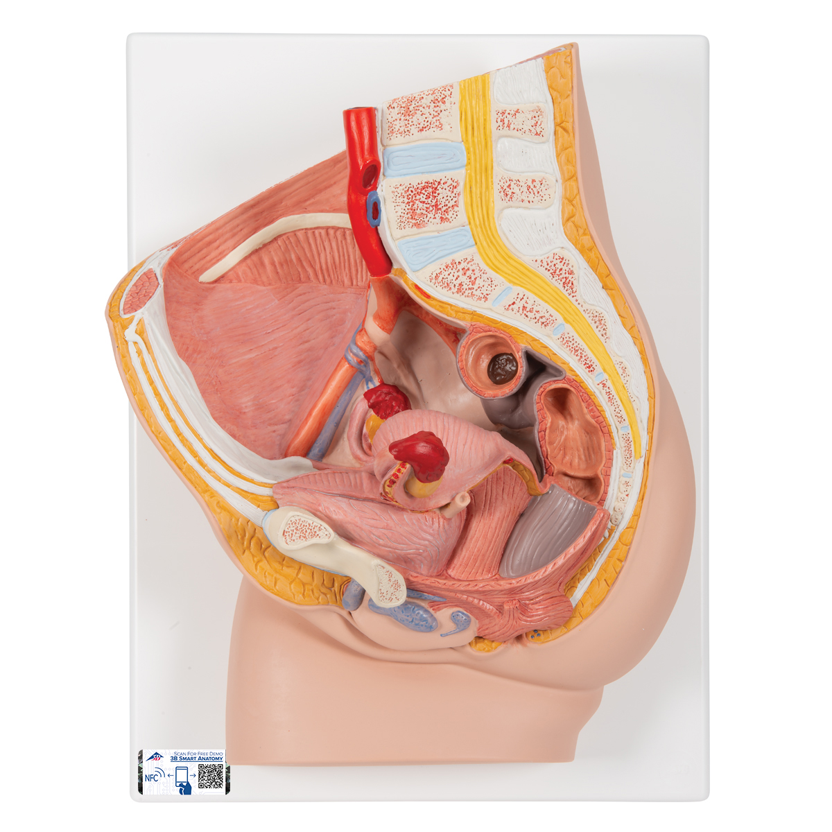anatomical teaching models plastic human pelvic models female pelvic model with genital organs