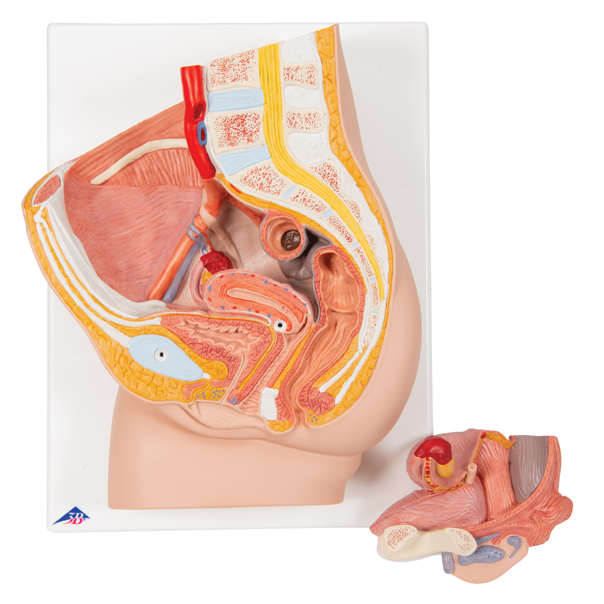 anatomical teaching models plastic human pelvic models female pelvic model with genital organs