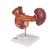 Arka Üst Karın Organları - 3B Smart Anatomy, 1000309 [K22/2], Sindirim Sistemi Modelleri (Small)