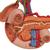 Arka Üst Karın Organları - 3B Smart Anatomy, 1000309 [K22/2], Sindirim Sistemi Modelleri (Small)