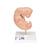 Embriyo, 25 kat büyütülmüş - 3B Smart Anatomy, 1014207 [L15], Gebelik Modelleri (Small)