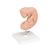 Embriyo, 25 kat büyütülmüş - 3B Smart Anatomy, 1014207 [L15], Gebelik Modelleri (Small)