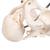 Doğum Sırasında Pelvis - 3B Smart Anatomy, 1000334 [L30], Hamilelik ve dogum Egitim (Small)