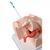 Jinekolojik Eğitim Modeli - 3B Smart Anatomy, 1013705 [P53], Cinsel Egitim (Small)