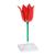 Lale Çiçeği Modeli (Tulipa gesneriana), 1017832 [T210101], Monokotil Bitki Modeller (Small)