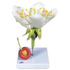 Kiraz Çiçeği Modeli (Prunus avium), Meyvesi ile birlikte, 1020125 [T210191], Dikoliledon Bitki Modeller