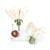 Kiraz Çiçeği Modeli (Prunus avium), Meyvesi ile birlikte, 1020125 [T210191], Dikoliledon Bitki Modeller (Small)