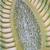 Mayıs Papatyası (Matricaria chamomilla) Modeli, 1000533 [T21023], Dikoliledon Bitki Modeller (Small)