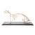 Rabbit Skeleton, Articulated, 1020985 [T300081], Evcil (Small)