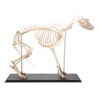 Dog skeleton, L, rigidly mounted, 1020989 [T300091L], Etçil Hayvanlar (Carnivora)