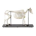 Cow Skeleton,w/o Horns, Articul. on Base, 1020973 [T300121w/o], Çatal tirnaklilar (Artiodactyla)
