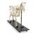 Cow Skeleton, w. Horns, Articul. on Base, 1020974 [T300121w], Çiftlik Hayvanlar (Small)