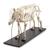 Pig skeleton, f, Articulated, 1020996 [T300131f], Çiftlik Hayvanlar (Small)