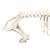 Pig skeleton, f, Articulated, 1020996 [T300131f], Çiftlik Hayvanlar (Small)