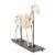 Horse skeleton, m, Articulated, 1021002 [T300141f], Çiftlik Hayvanlar (Small)
