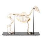 Horse skeleton, f, Articulated, 1021003 [T300141m], Tek parmaklilar (Perissodactyla)
