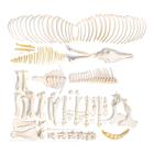 Horse skeleton, m, Disarticulated, 1021005 [T300141mU], osteoloji