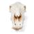 Cow Skull, w/o horns, 1020977 [T300151w/o], Çiftlik Hayvanlar (Small)