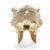 Cow Skull, w/o horns, 1020977 [T300151w/o], Çiftlik Hayvanlar (Small)