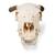 Cow Skull, w. horns, 1020978 [T300151w], Çiftlik Hayvanlar (Small)