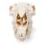 Sheep skull, f, 1021028 [T300181f], Çiftlik Hayvanlar (Small)