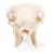Sheep skull, m, 1021029 [T300181m], Çiftlik Hayvanlar (Small)