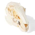 Rabbit Skull, 1020987 [T300191], Stomatolojinin
