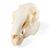 Rabbit Skull, 1020987 [T300191], Kemirgenler (Rodentia) (Small)