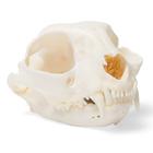Cat Skull, 1020972 [T300201], Stomatolojinin
