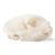 Cat Skull, 1020972 [T300201], Etçil Hayvanlar (Carnivora) (Small)
