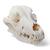 Dog skull, L, 1020995 [T30021L], Etçil Hayvanlar (Carnivora) (Small)