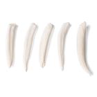 Tooth Types of Different Mammals (Mammalia), 1021044 [T300291], Karşılaştırmalı Anatomi