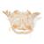 Catfish Skull, 1020965 [T30030], İktiyoloji (balık bilimi) (Small)