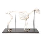 Sheep skeleton, f, Articulated, 1021024 [T300361f], Çatal tirnaklilar (Artiodactyla)